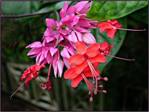 Clerodendrum Red Wine Bleeding Heart Clerodendrum xspeciosum Similar to the more popular White Bleeding Heart vine but red calyces with mauve blooms in 5" clusters.