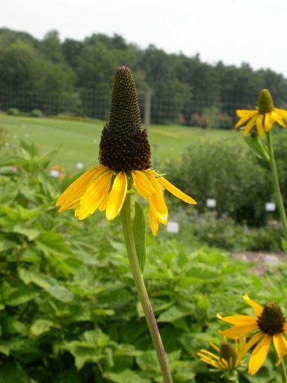 Giant Coneflower Rudbeckia maxima A coarse-textured perennial with unusual basal blue-gray paddleshaped leaves that are 12 to 24 inches long, 8 to 10 inches across, and appear sessile.
