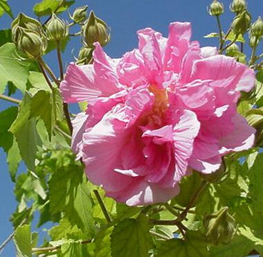 Hibiscus mutabilis is an old-fashioned perennial or shrub hibiscus better known as the Confederate rose.