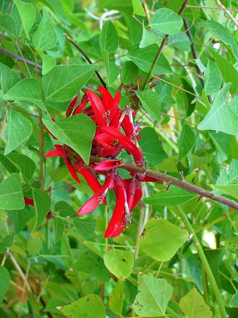 Coral Bean Erythrina herbacea Coral bean blooms from May to June, before the leaves appear, with glowing dark red waxy flowers on spikes that can be up to one foot long.
