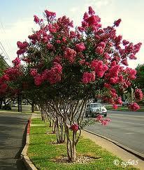 This crepe myrtle bears hot pink flowers throughout the summer. In the Southern garden, form may range from upright and vase-shaped to low, horizontal, and shrub-like. Blooms in the Spring.