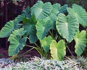 Alocasia Alocasia sp. Light: Varies from shade to full sunlight. Ask the grower if the plant is sun-trained. Leaf color tends to be better among plants with more light.