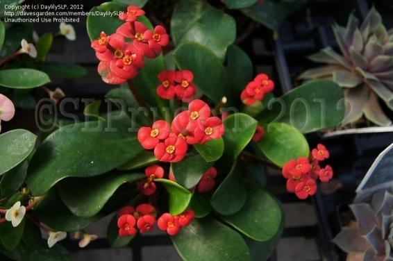 Crown of Thorns Red Pinwheel Euphorbia milii Red Pinwheel The Crown of Thorns is a heat loving cactus-like succulent that is extremely easy to grow and will provide months of color with it's