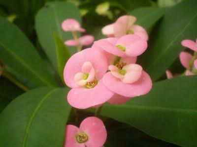 Crown of Thorns Pink Euphorbia milii Pink The Crown of Thorns is a heat loving cactus-like succulent that is extremely easy to grow and will provide months of color with it's long-lasting colorful
