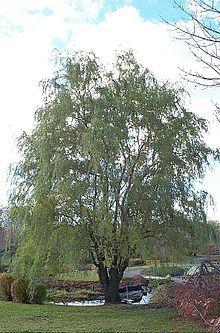 Corkscrew Willow Tree Salix matsudana Height: 20 to 30 feet Spread: 10 to 15 feet Bloom Time: April to May Bloom Color: Yellow Bloom Description: Pale yellow Sun: Full