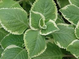 Cuban Oregano Plectranthus amboinicus Variegatus The irregular, bright creamy white edges of this succulent tender perennial mint really stand out in hot, summer gardens and containers.