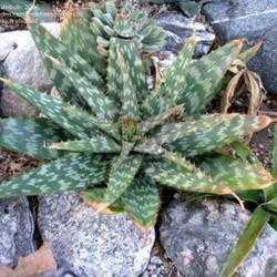 Aloe Vera is a species of succulent plant that probably originated in Northern Africa.
