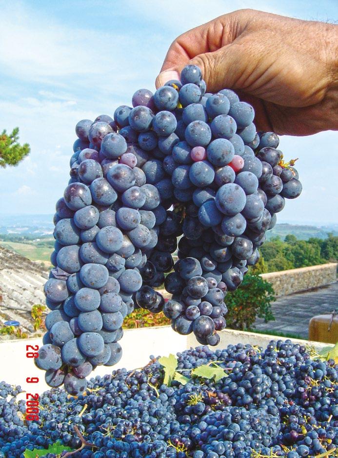 g It is simply the story of Italian wine, which originally meant Tuscan wine, Chianti in particular.
