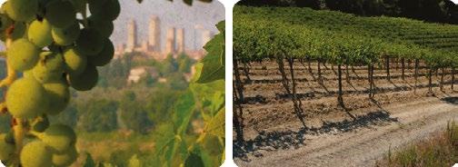 South and North 330 Meters above sea level 5000 plants / ha Mid Semptember Steel February 10-12 Classification: Average number of bottles: Grapes: Yeld per hectare: