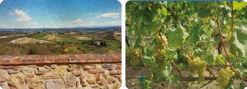 Being a Tuscan IGT, means to represent this land in its essence. The main vines which compose this wine are Trebbiano, Malvasia and Vernaccia.