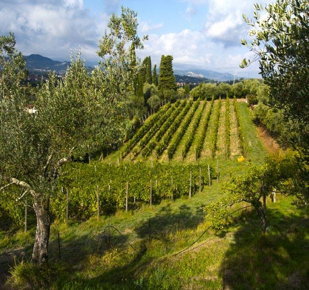 Riccardo Arrigoni grows the Vermentino grapes there and turns into wine in his modern cellar in the city of La Spezia with an ancient passion of the family since 100 years, and continues to be