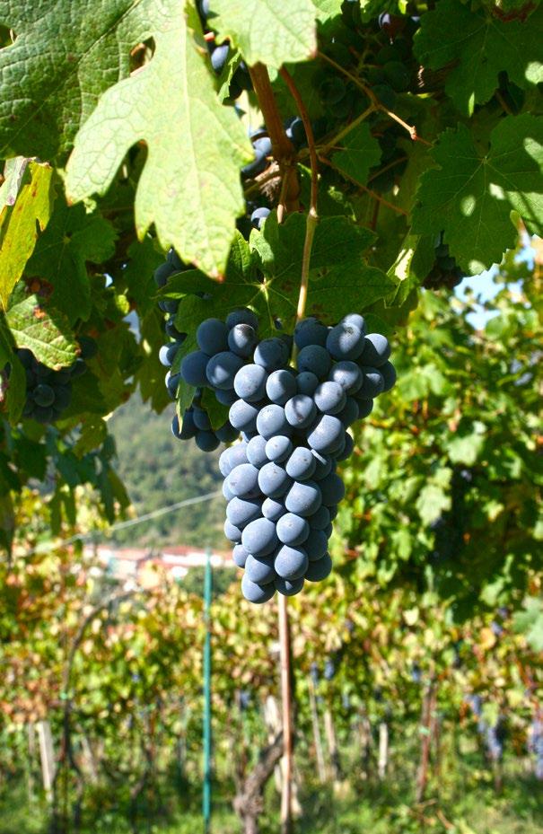 AWARDS Name: First year of production: Production area: Exposure vineyard: Altimetry: Density of the system: Harvest period: Aging Material: Period of bottling:: Service Temperature:
