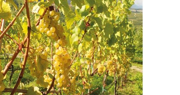 "Madama" - Riesling I.g.t. Provincia di Pavia Is a white grape variety which originated in the Rhine region of Germany. It is used to make dry, semi-sweet, sweet, and sparkling white wines.