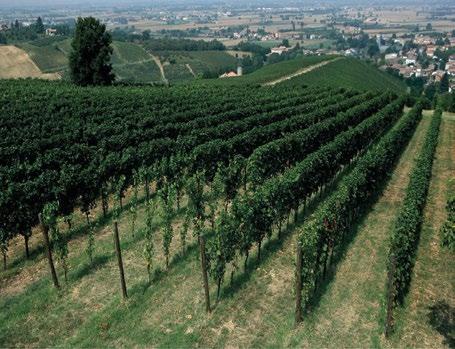 "L INNOCENTE" - Pinot Nero I.g.t. Provincia di Pavia This wine is the wine that nobility found in Oltrepo excellent features that can enhance it.