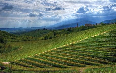 Being a Tuscan IGT, means to represent this land in its essence. The main vine which compose this wine is Sangiovese.