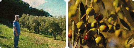 It normally takes us a minimum of 12 minutes of climbing up terraces, stairs and small retaining walls, with our baskets full of olives, before we can reach the truck.