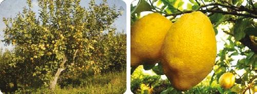 When picked, the lemons put out anincredibly intense scent.