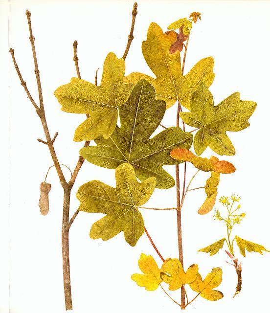 FIELD MAPLE (Acer campestre) Field maple is common in Britain, and is a native tree. It grows on chalk, limestone and boulder clay soils of southern England.