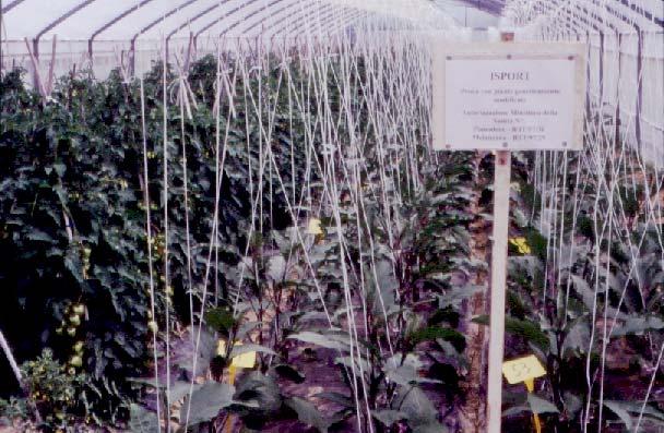 Greenhouse trial for evaluation of parthenocarpic transgenic hybrids (Spring Cultivation) Material 3 transgenic hybrids of round