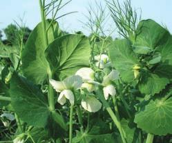 In England and Wales, spring bean plantings increased by 9.3% to 1,000ha whilst the pea area also climbed by 31% to 2,000ha. These are the highest levels seen for either crop for many years.