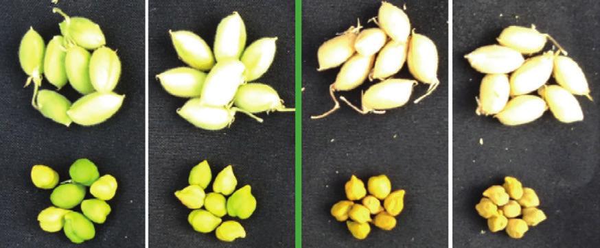 Chickpeas Plant maturity Recommended application timing The optimal stage is when 90 95% of the chickpea seeds have reached physiological maturity.