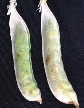 The ideal timing is when the fi eld pea seeds have reached 30% moisture, or when the lower