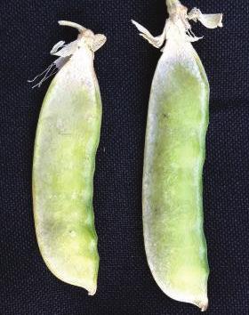 Green fresh looking pods with soft seeds Green/brown pods with leathery appearance and firm