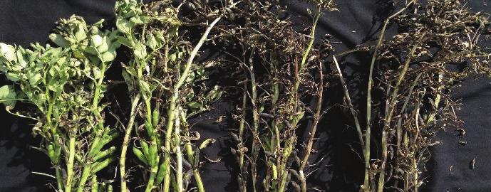 Faba beans Faba beans are well suited to desiccation because varieties vary in their rates of leaf, stem and pod maturity.