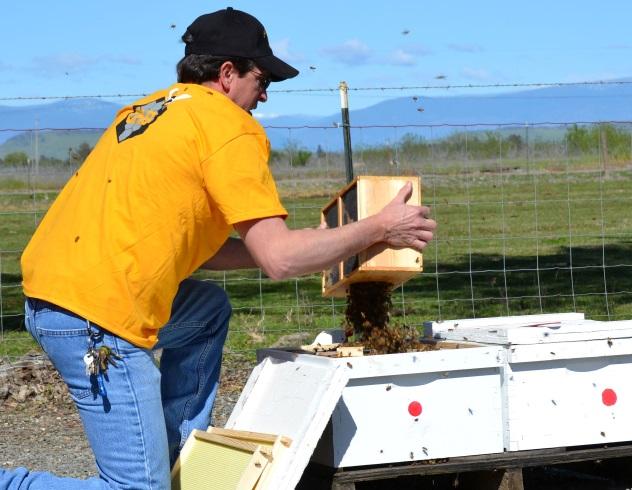 Shaking Bees at Olivarez Honey Bees By Diane Benton Olivarez provided 25,000 bee packages to distributors last year. Hobbyist beekeeping has exploded in the last few years and so has their business.
