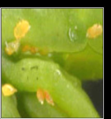 The Pest The Asian citrus psyllid is originally from