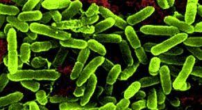 Bacterial diseases Bacterial Blight: Pseudomonas syringae pv alisalensis