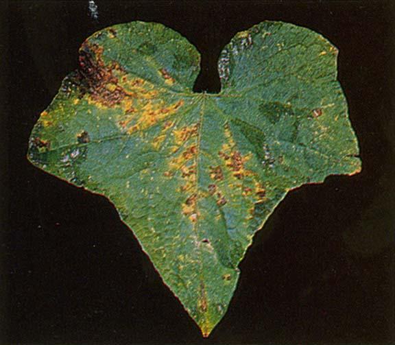 Angular Leaf Spot Pseudomonas