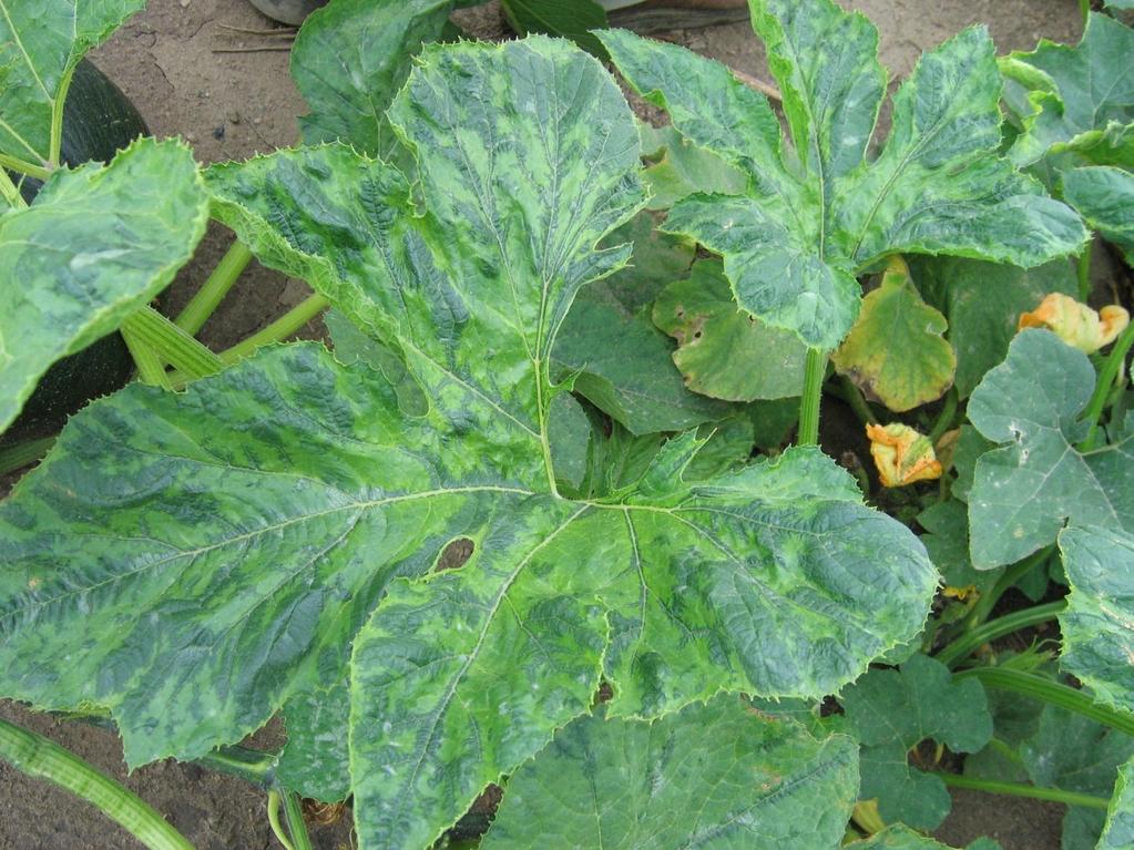 Squash mosaic virus Vectored by the