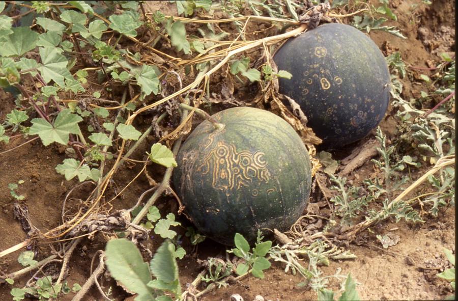Disease of unknown etiology Watermelon seed crop Positive for