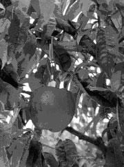 40 Li, S. H. et al.: Preliminary study on transpiration of peaches and nectarines where y is fruit surface in cm 2 and x is fruit weight in g.