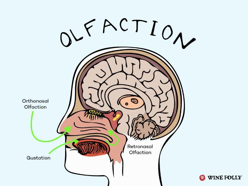 Olfaction and Sensory Perception Volatile compounds sensed by olfactory epithelium in roof of nasal cavity Perceived