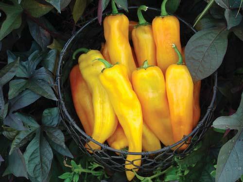 AAS Vegetable Award Winner: Pepper Mama Mia Giallo F1 Very early maturing yellow sweet Italian pepper. Long tapered fruits with easy to remove skin.
