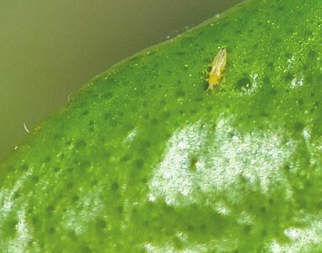 Systemic insecticides may take up to a week before decreasing thrips populations.