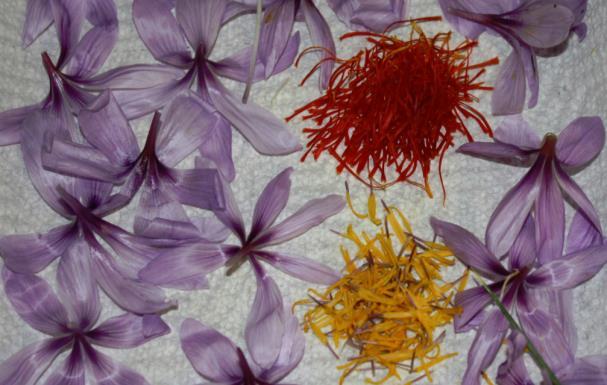 parts of saffron