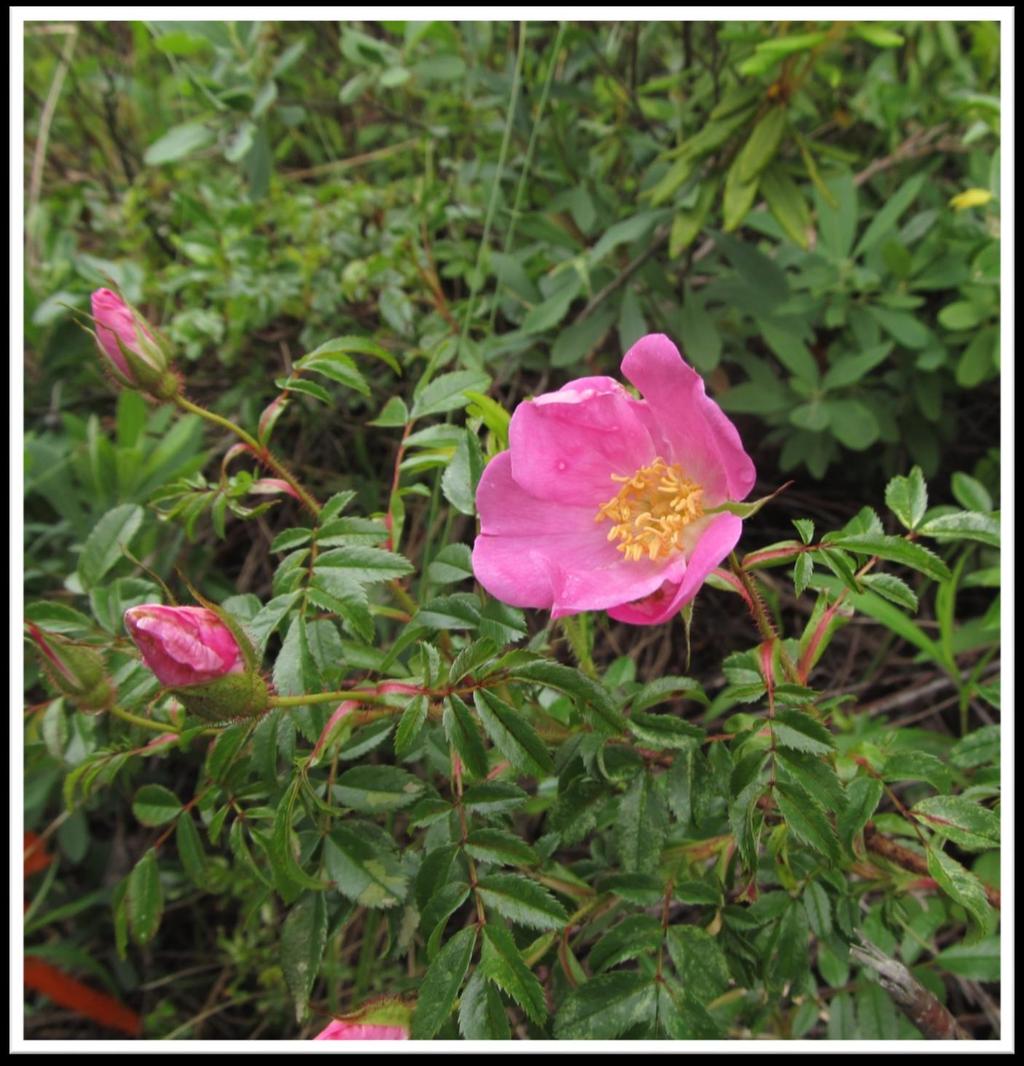 Rosa nitida- Northeastern Rose is usually less than a