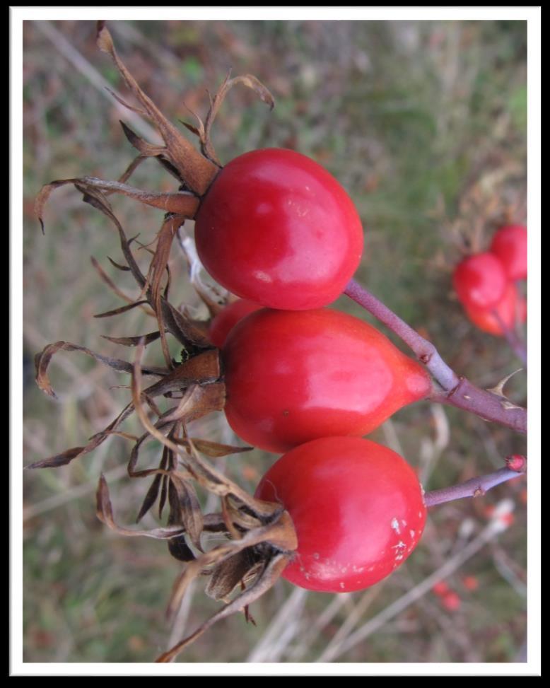 Rose Hips are high in vitamin C and have been used for