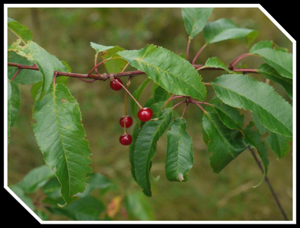Prunus pensylvanica Pincherry, Birdcherry, Firecherry.