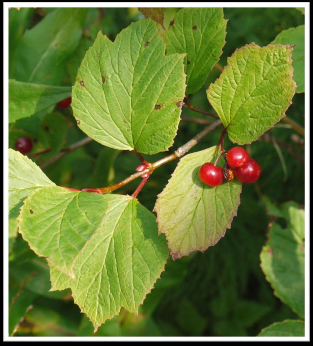 Viburnum edule Squashberry, Lowbush Cranberry, Mooseberry.