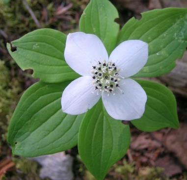 Bunchberry is reported to have anti-inflammatory, feverreducing and pain-killing properties (rather like mild aspirin), but without the stomach irritation and potential allergic effects of