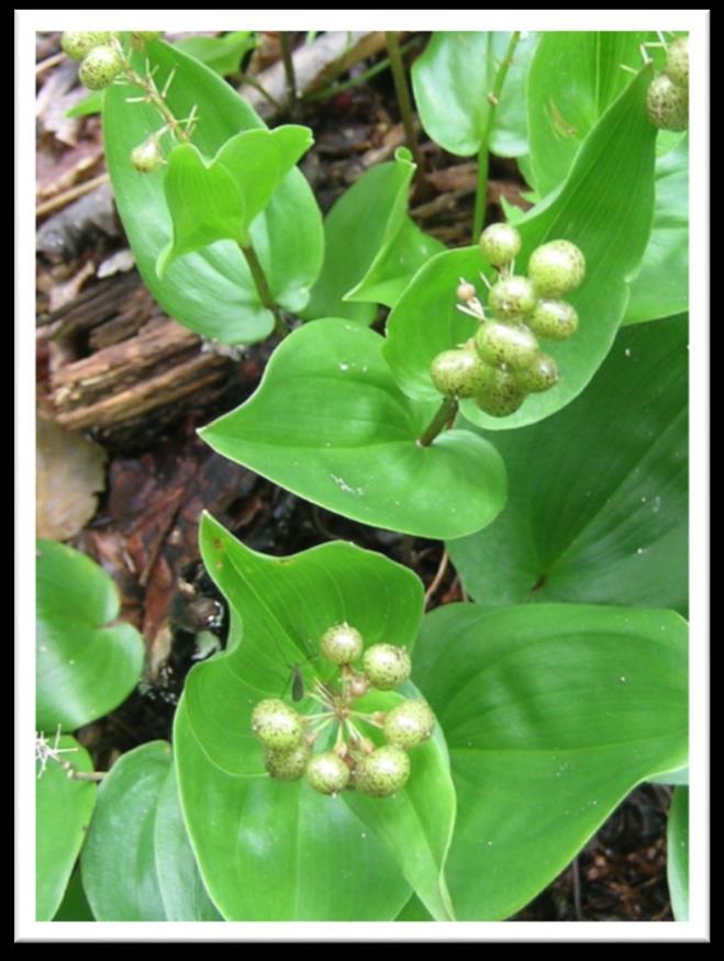 Maianthemum canadense Wild Lily of