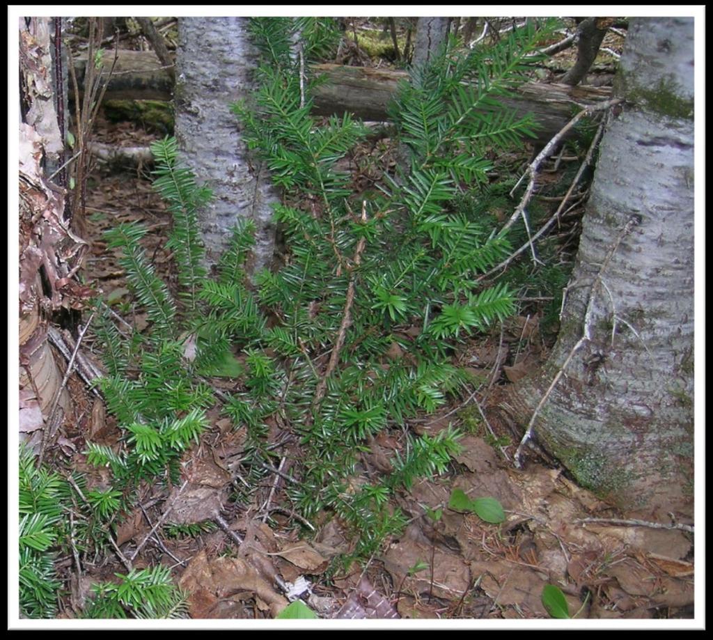 Taxus canadensis Canada Yew, Ground Hemlock.