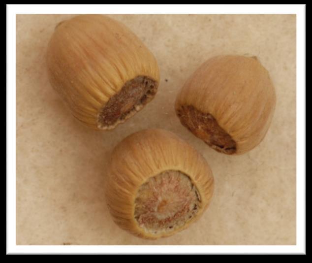 nuts inside husks.
