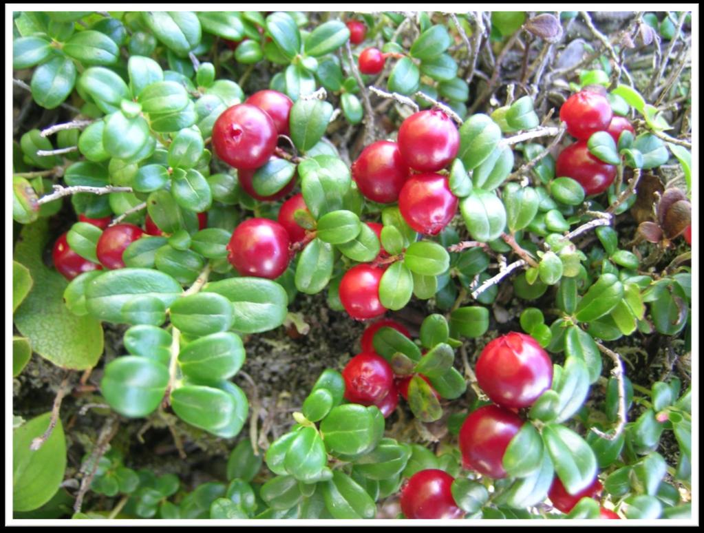 Vaccinium vitis-idaea Partridgeberry, Mountain