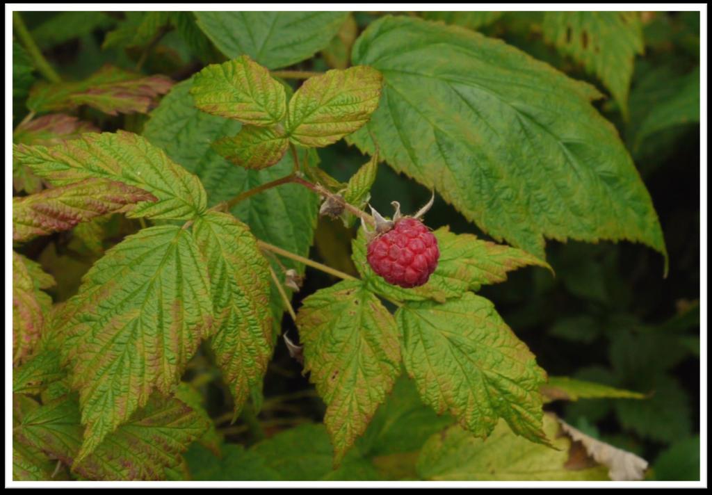 Rubus idaeus - Wild Red