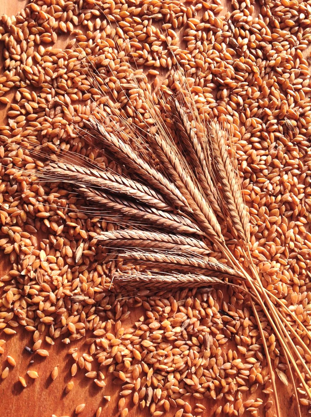 Restoring Heritage GrainS To be released